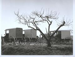 Photograph of horse-drawn carriages parked next to a leafless tree.