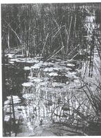View of a pond with water lilies and reeds.