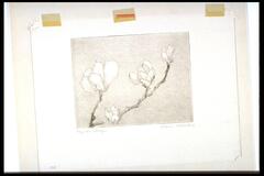 This print shows a sprig of four magnolia flowers.