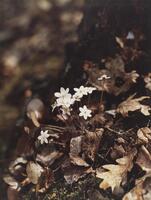 This is a photograph focused on a cluster of small, white flowers sprouting from a bed of moss and leaves on a forest floor. In the blurred background, the base of a tree is visible.