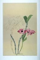 On the right half of the image, in the center, are three small pink blooms. On the left half in the slightly behind and above these are more unfinished blooms. This "sketch" form, indicates that this was one of the unfinished images from the collection.
