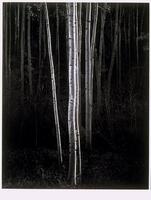 This photograph depicts a view of a grove of aspen trees.  