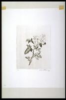 Print of rose and thorny stem.<br /><br />
Eva Caston 2017