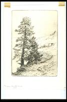 This vertical print shows a tall conifer on the left, in front of a beach, and the shore rising to the right.