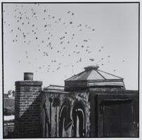 A photograph from a rooftop. An entrance to the roof is seen in the foreground adjacent to a wall covered in graffiti. Beyond the architecture of the roof, a flock of pigeons flies in an open sky.