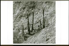 This is a black and white photograph of a steep rocky hillside. The scene is cropped so that only a small section of the hillside is shown. In the center, is a group of palm trees, some tall and some small, growing out of the rocky soil.
