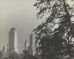 A black-and-white photograph of a tree on the right, and additional trees and tall buildings in the background.