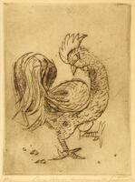 This is an ink drawing of a rooster. The rooster is centered and has its left foot raised, its right foot grounded, and its neck arched to its right.