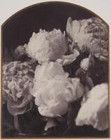 A still life of a vase of peonies. The image is tightly cropped and droplets of water are visible on the petals of the flowers. 
