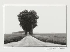 Image of a road lined with trees cutting through a field.