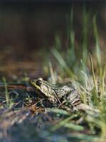 This is a color photograph of a green frog. The image has a shallow depth of field, with only the frog in focus. The lower foreground and background are blurred, but it is apparent that the frog sits in a marsh, with water and grasses around it. 