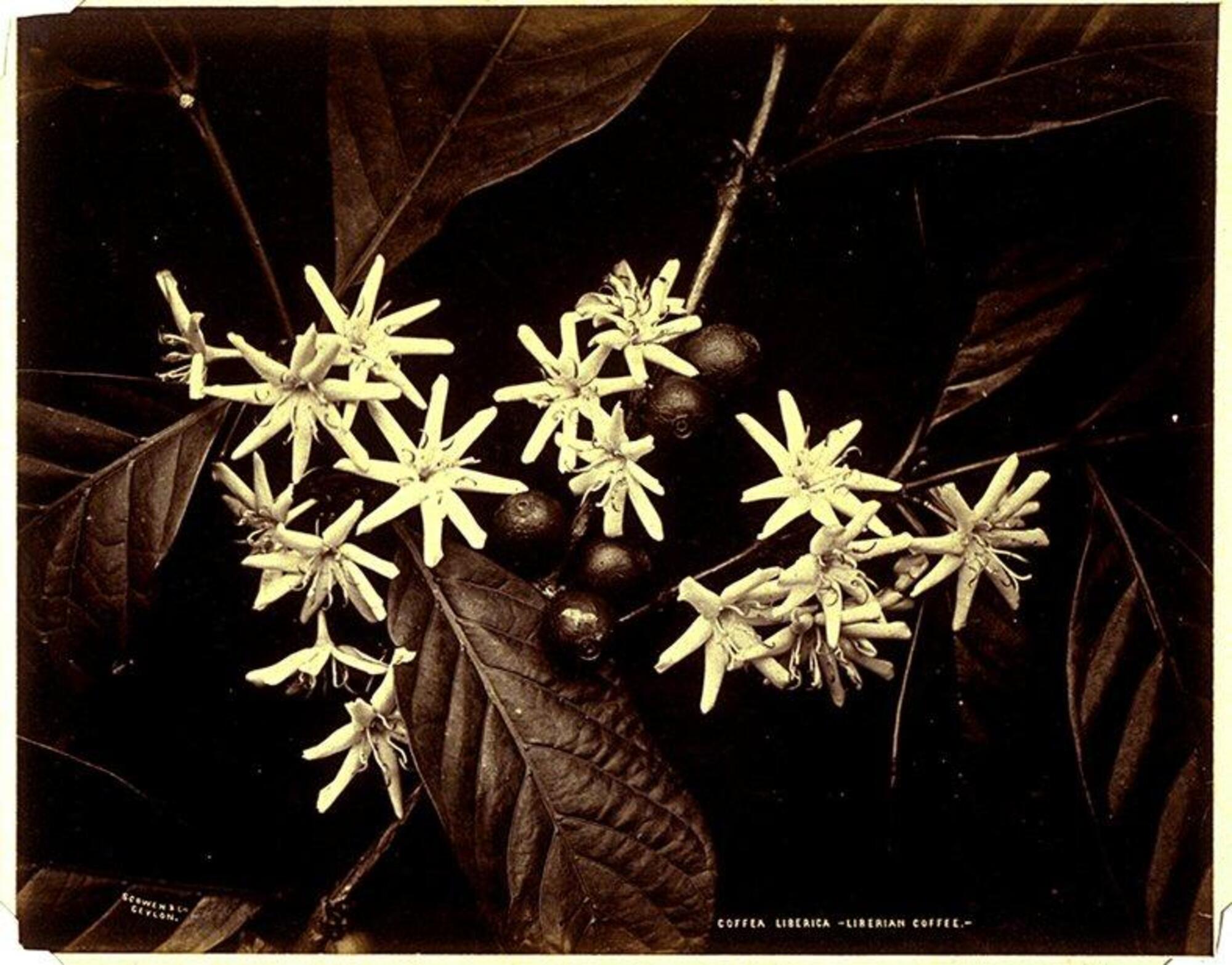 This photograph depicts a closeup view of a blossoming coffee plant. A cluster of white flowers stands out against a backdrop of dark leaves. Nestled against the blossoms is a group of coffee beans.