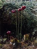 This is a color photograph of a pitcher-plant, with three long stems extending toward the top of the frame, one short stem on the left. A coniferous plant spans the background, in focus toward the top of the frame, and blurring toward the horizon line. 
