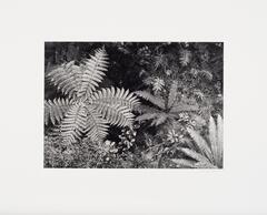 The fronds of a large fern fill the left half of the image. Other ferns mixed with small brush fill the rest.