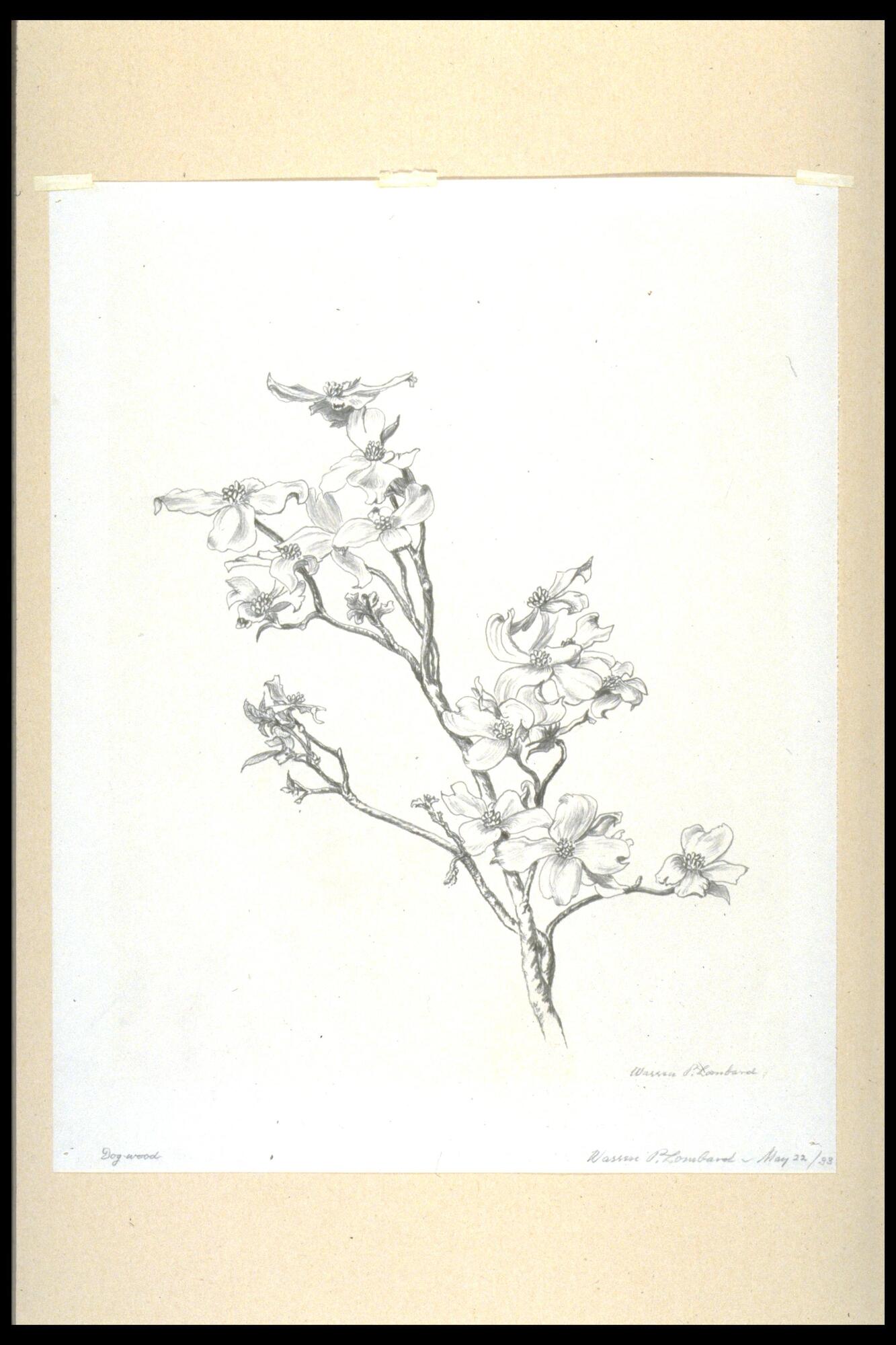 Drawing of branch with flowers.<br /><br />
Eva Caston 2017