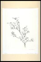 Drawing of branch with flowers.<br /><br />
Eva Caston 2017