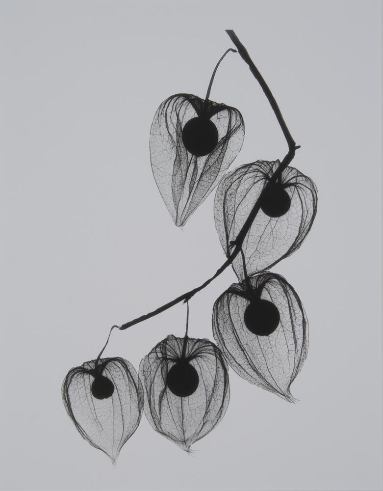 Five chinese lanterns on a single branch, white background.