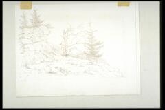 A silverpoint drawing of trees on a rocky cliff.<br /><br />
Eva Caston 2017