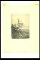 This vertical print shows a tall dead coniferous tree with smaller live trees to the left, sketchy ground to the right and a body of water in the background with two gulls flying overhead.