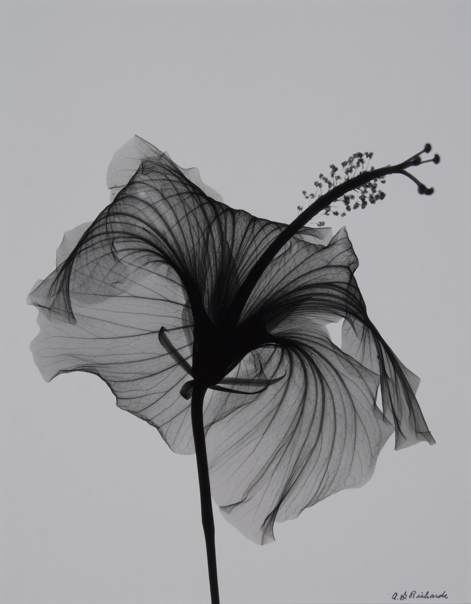 A single hibiscus flower and stem coming from the bottom to the center of the image, light grey background.
