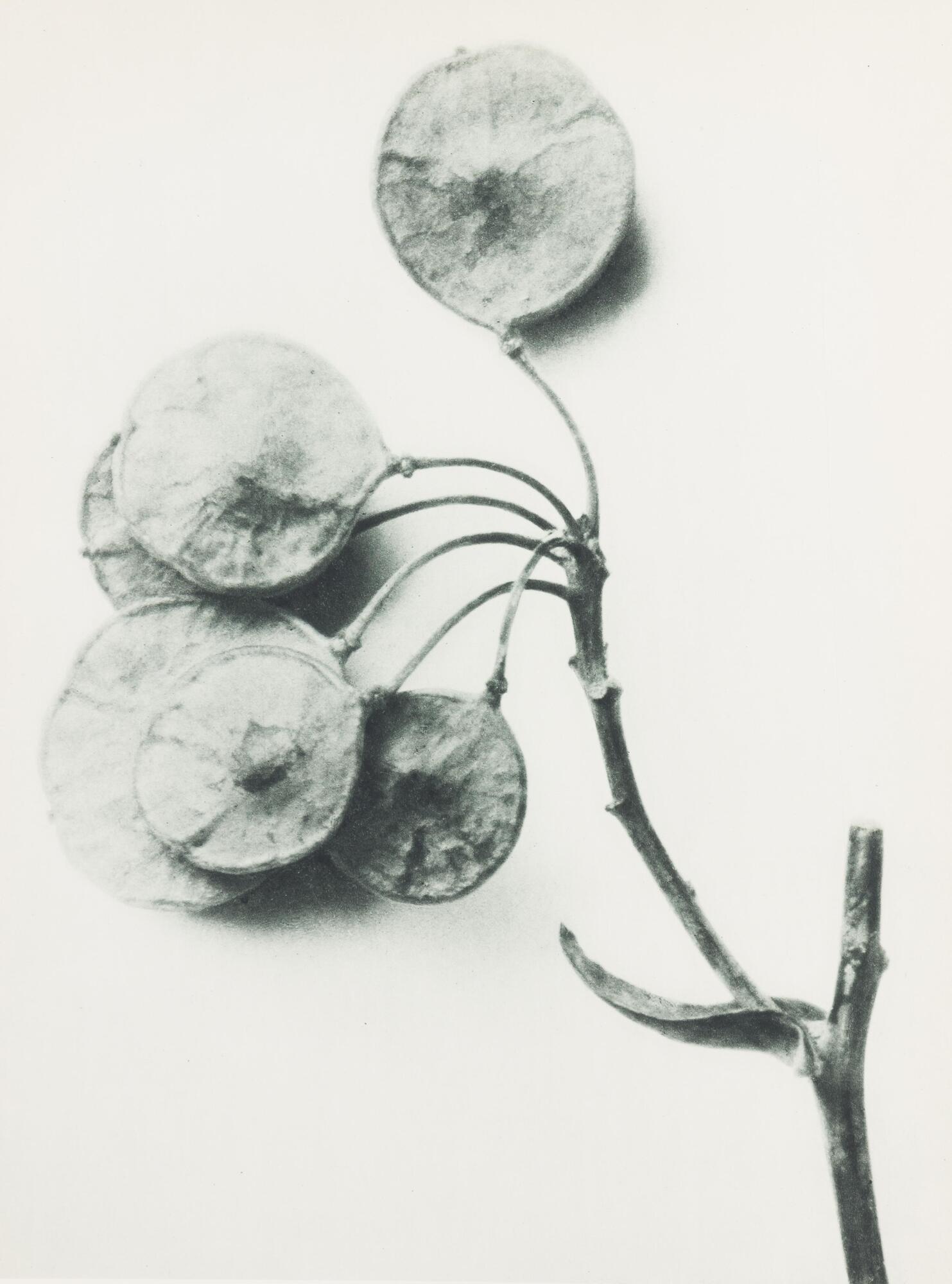This photograph depicts a closeup view of a plant's seed pods positioned against a light background.  