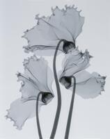 Three flowers and stems against a white background.