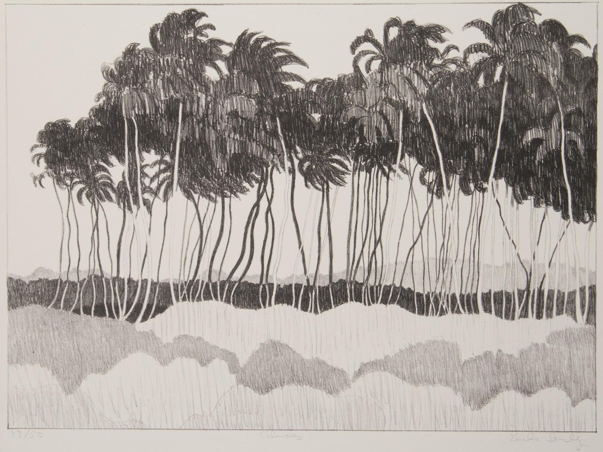 A black and white lithograph depicts a number of palm trees.