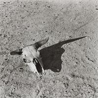 A cow skull on parched and cracked ground.