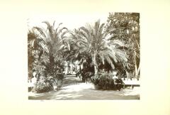 This photograph shows a view of a garden composed of various palm trees and plants. A young man sits on a bench to the right.