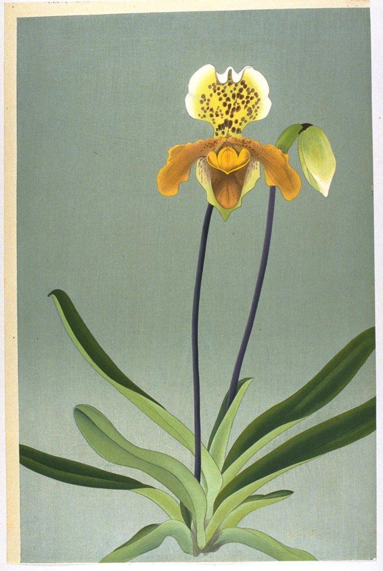 Yellow and white flower on a grey background. The bloom is in the upper right hand with a bud situated behind it. The base of the stem and the leaves are located on the bottom portion of the image.