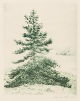A coniferous tree with a triangular shape consumes most of the print. Its branches are sparse. There is a cliff visible in the background on the right side.