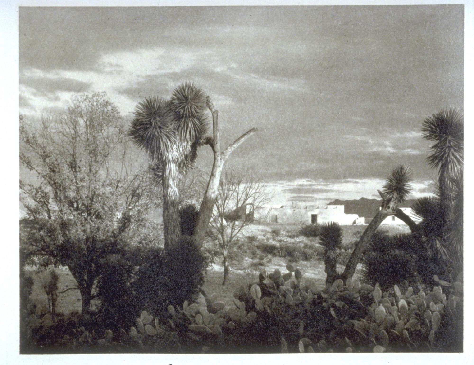 This photograph of a landscape represents cacti, trees, and an arid environment. In the background, white buildings sit on the horizon with a cloudy sky above.