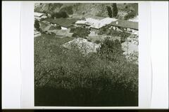 This is a black and white photograph of a residential street seen from above, as if the viewer is standing on a nearby hillside. In the forefront are tall bushes through which are seen the flat roofs of the closely spaced houses below. On the other side of the street, the houses are wedged between the road and another steep hillside.