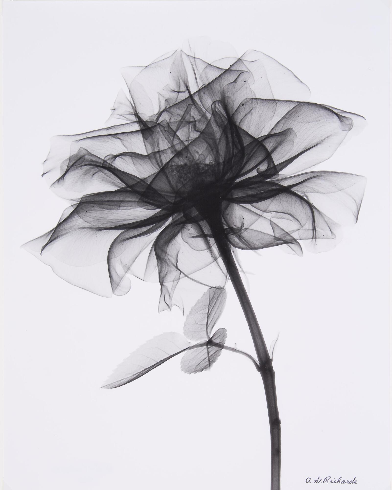 A white background and x-ray image of a rose from the side with stem and small set of three leaves.