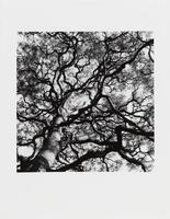 This photograph depicts a view looking up into the thick canopy of a tree.
