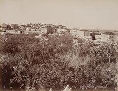 In this photograph, a city traces the horizon line beyond a dense press of palm trees and other foliage. 