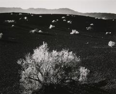 A black and white photo of bushes growing in a volcanic crater.