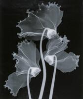 Three flowers and stems against a black background.