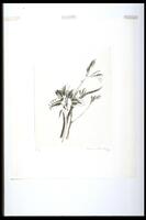Print of lily flower. Flower is surrounded by curling, sword-like leaves.<br /><br />
Eva Caston 2017