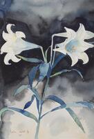 Two lilies with a black and blue background.