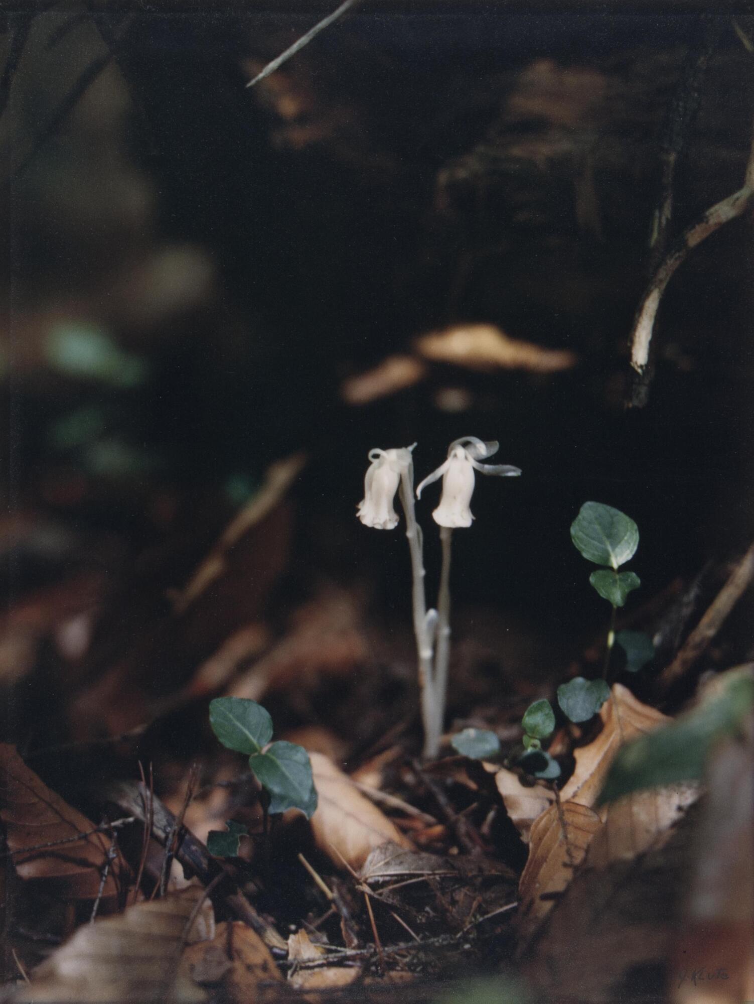 This is a photograph of a small plant, each stem has a single bell-shaped flower. The lower foreground of the image is in focus, with fallen leaves and new undergrowth sprouting around the plant. Beyond the flower, the background is dark and out of focus.