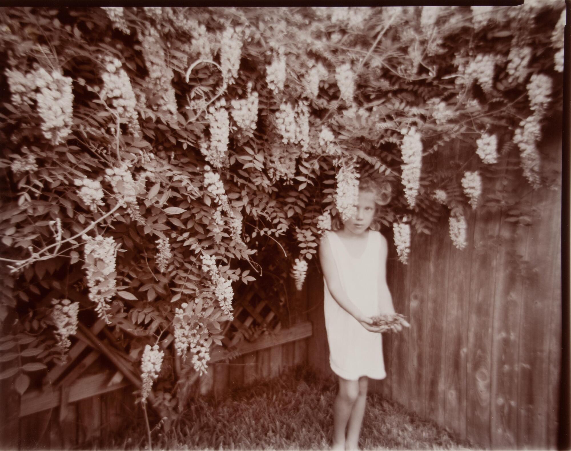 In this photograph of a young girl she wears a light-colored dress and is standing underneath a wisteria plant. The plant grows over a wooden fence. The girl holds plant material in her hands.