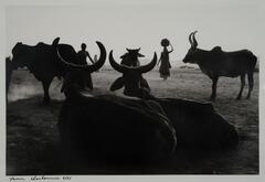 Two women, one with a basket on top of her head are walking forward. In the foreground, there are six cattle, all with horns.