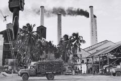 A truck hauling sugarcane stops in front of a factory with a row of palm trees in front of it.