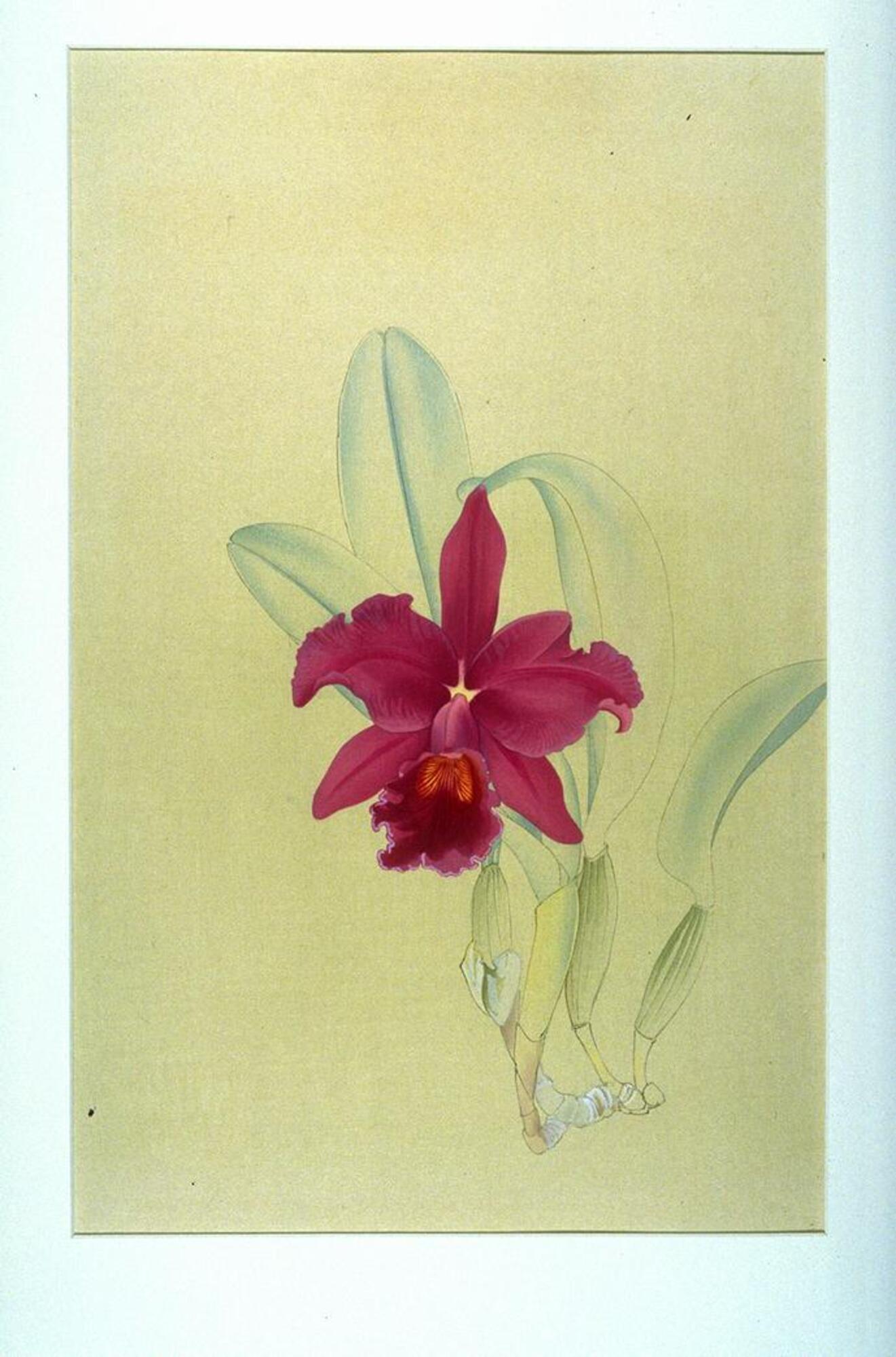 Bright fuschia orchid on a light green background. The leaves are not colored in and are left in a "sketch" form, indicating that this was one of the unfinished images from the collection.