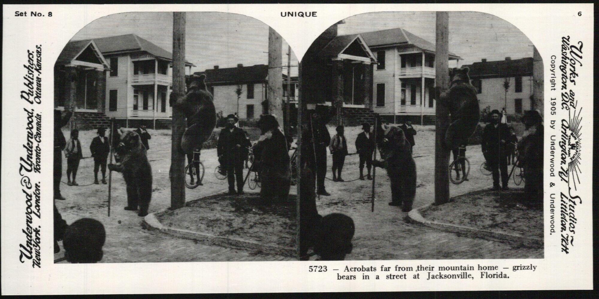 This black and white stereoscopic image features two images of three bears performing in a street with men standing around them and watching.  It is surrounded by the text: Set No. 8; Underwood &amp; Underwood, Publishers, Unique; 5723—Acrobats far from their mountain home—grizzly bears in a street at Jacksonville, Florida.<br />