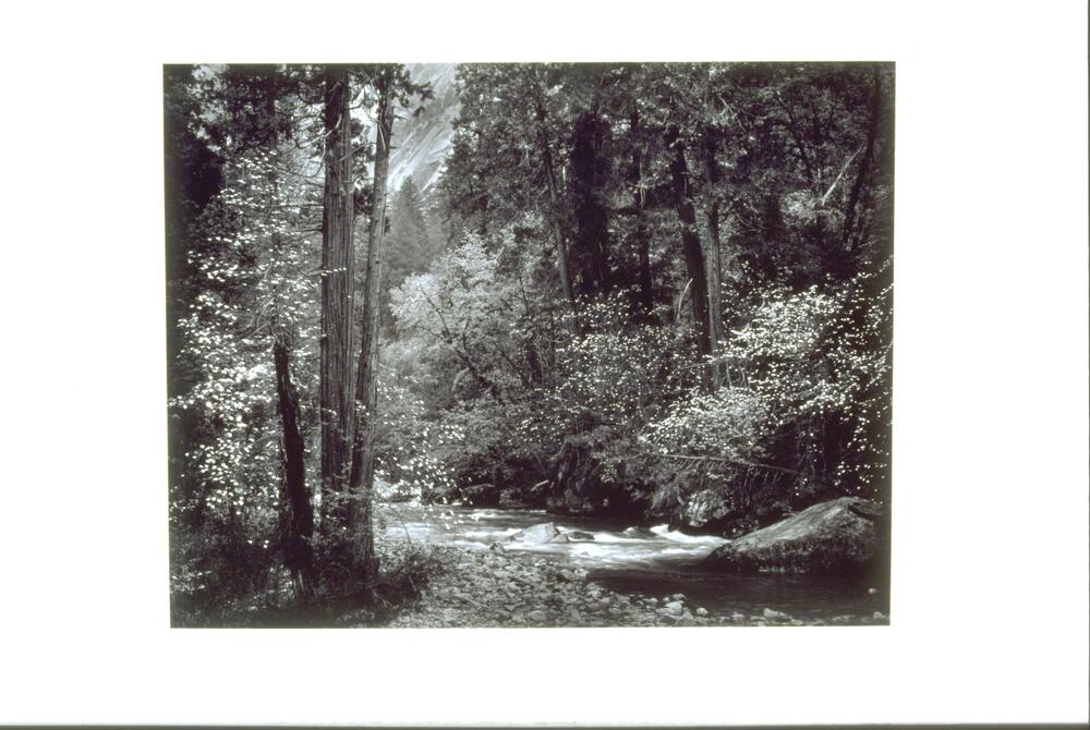 This photograph depicts a creek as it flows through a thickly forested scene. Trees with small white flowers bloom on either side of the creek. 