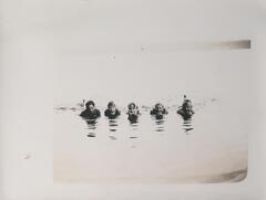 Five smiling people lined up in a body of water with just their heads and hands visible above the surface. The horizon is faintly visible towards the top right of the image.