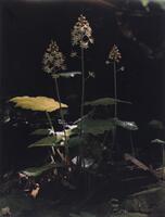 This is a color photograph with three long stems with flowers and leaves constituting the central focus of the image. One leaf to the left is illuminated by the sun, making it appear a bright yellow-orange. While the majority of the image is dark, light shines on small portions of the flowers, leaves, and forest floor. 