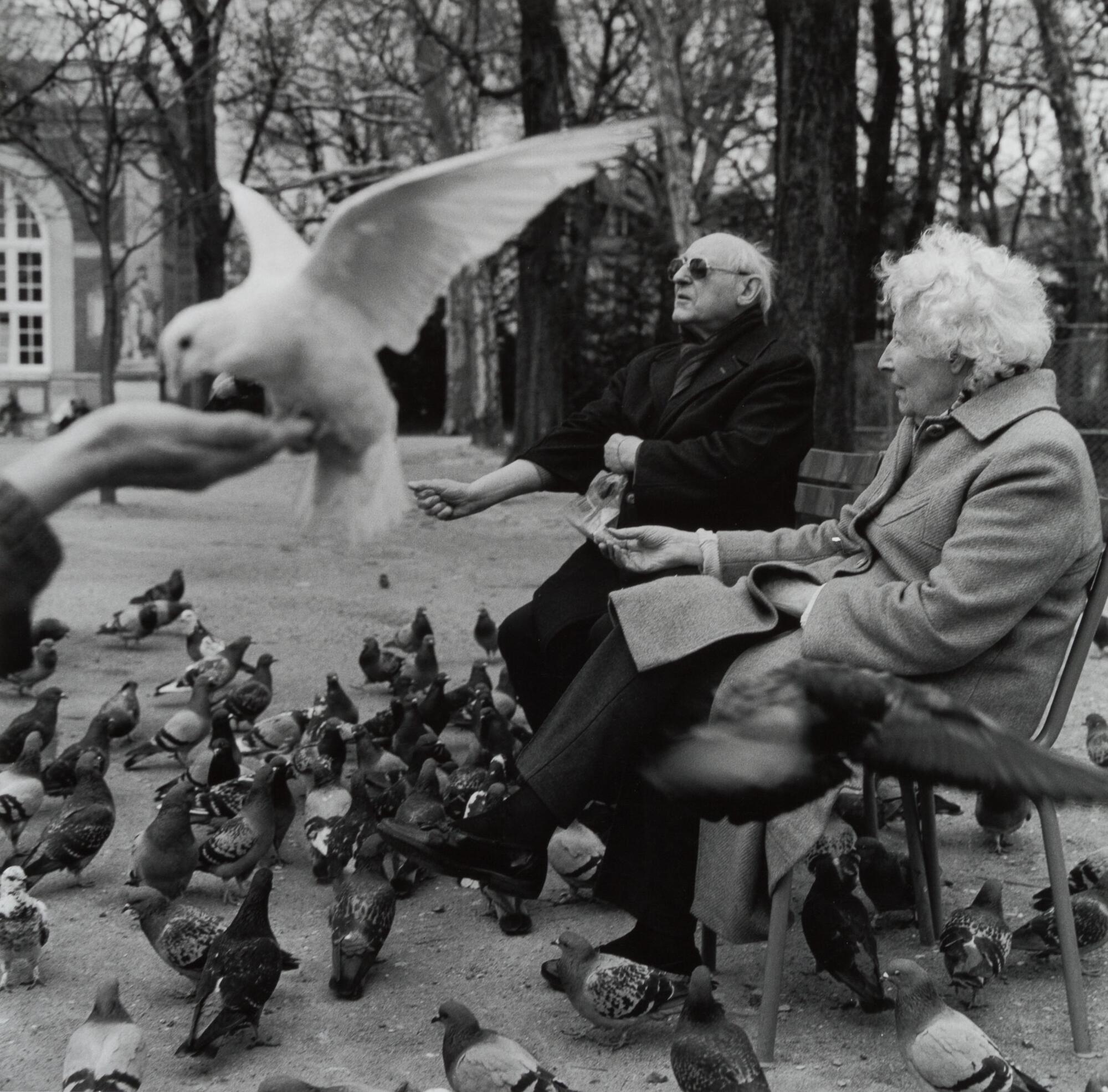 An elderly couple seated on a park bench with pigeons at their feet. There is a close-up of a hand on the left hand side that is feeding a white pigeon, mid-air.